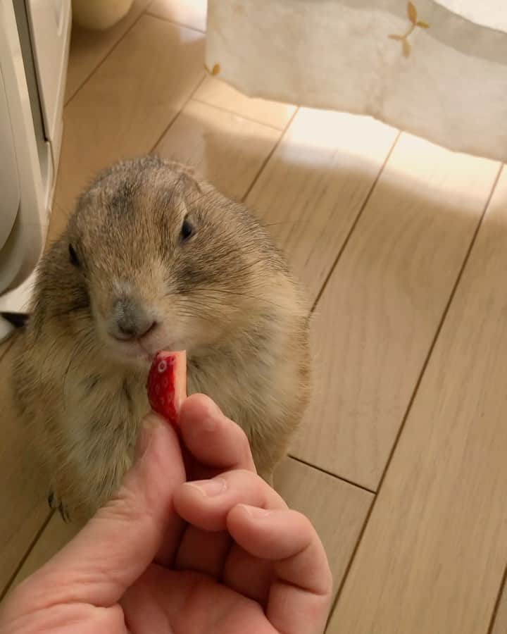 ikaoのインスタグラム：「くんた。Kunta. No, thank you 🍓 スワイプしてね👉🏻 頑固一徹😅😂 #prairiedog #プレーリードッグ #ふわもこ部」