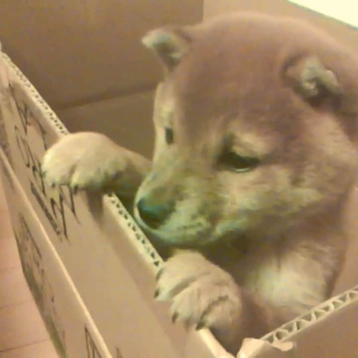 マロたんのインスタグラム：「画質の粗さが10年前🙄 毎日ずっとずっと可愛い #tenyearsago  #shiba #shibainu #柴犬」