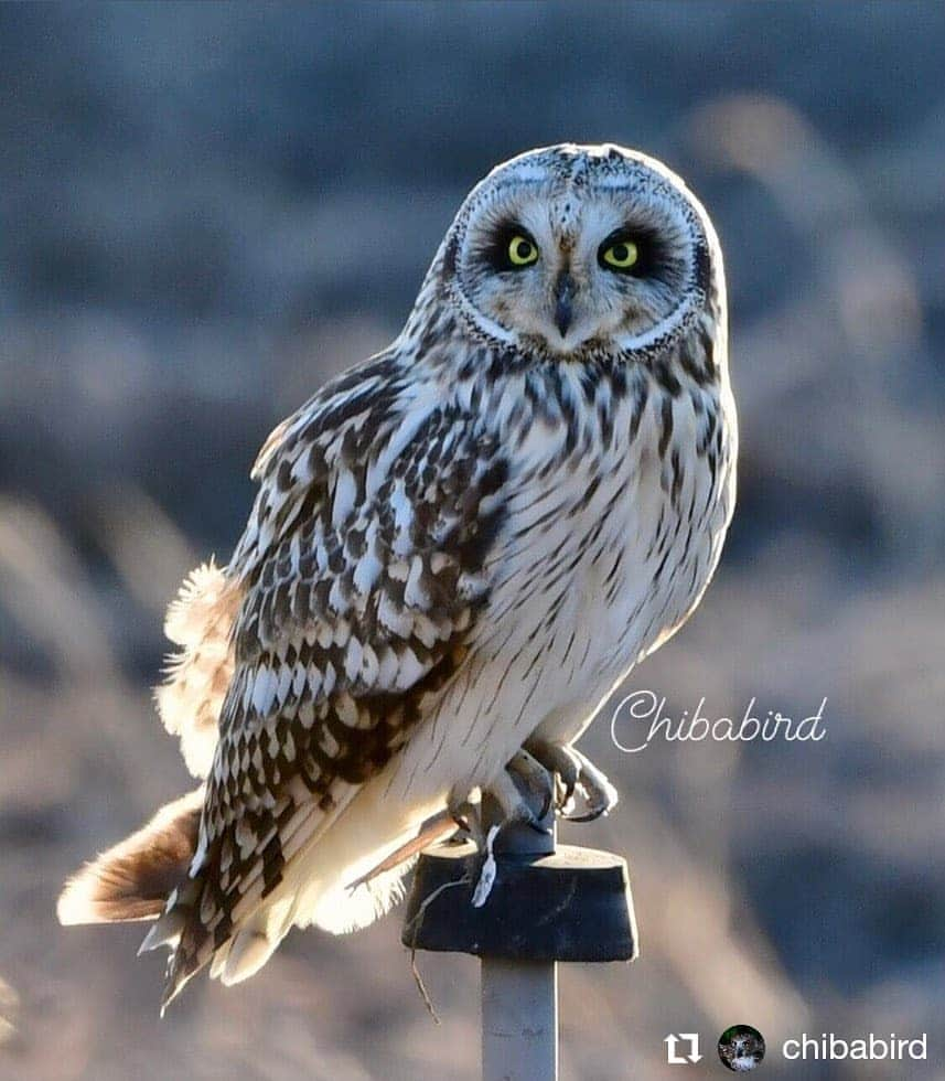 カメラのキタムラさんのインスタグラム写真 - (カメラのキタムラInstagram)「#Repost @chibabird • • • • • • コミミズク  #日本の野鳥#関東の野鳥#関東の自然 #野鳥のいる風景#野鳥好きな人と繋がりたい#素晴らしき野鳥達 #copyright#chiba400#japan_nature_photo#wild_bird_photo#wild_birds#Japanese_wild_birds #nature_of_our_world#light_nikon#Nikon倶楽部#AFS_500mmf5.6#d500#birder #birders_gallery#your_best_birds#kings_birds #Birdphotography#birdlife#total_nature_japan#キタムラ写真投稿#東京カメラ部 #Short_eared_Owl#コミミズク#コミミの里」1月25日 12時44分 - camera_kitamura