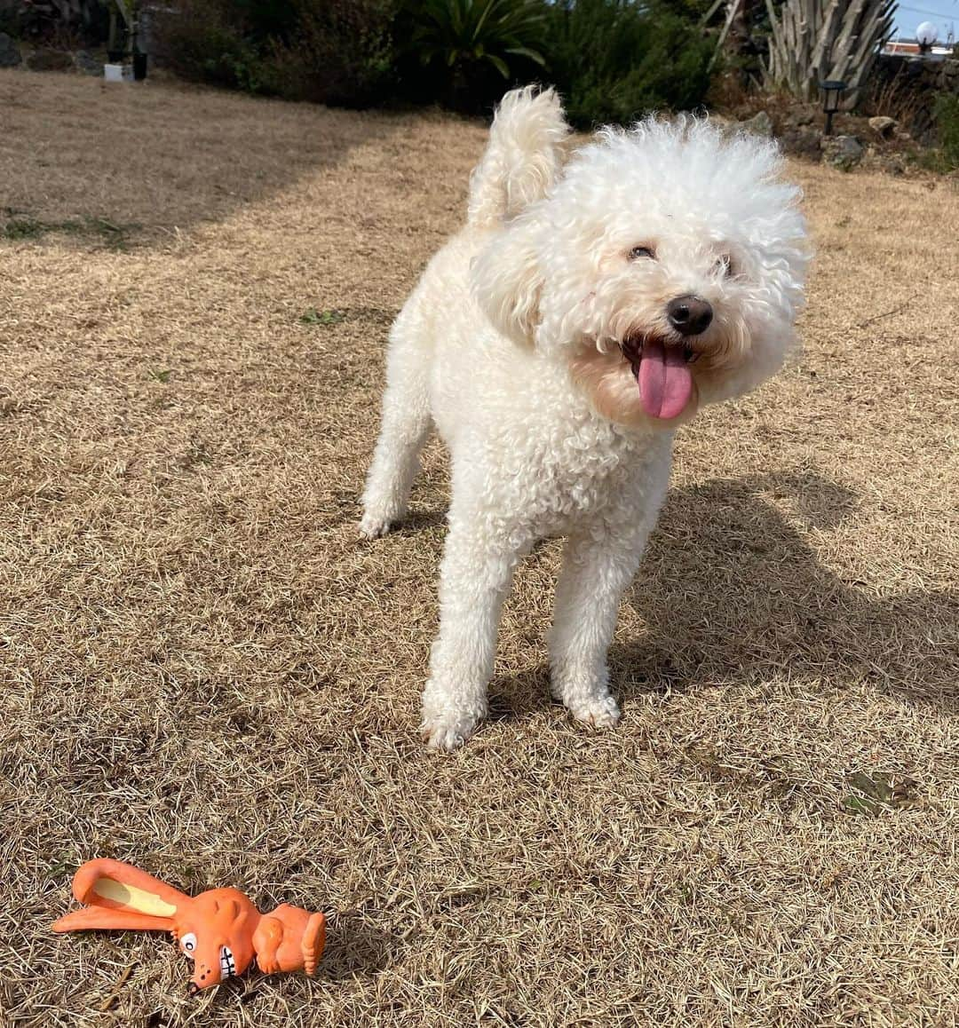 ヘイニさんのインスタグラム写真 - (ヘイニInstagram)「아인슌타인 강아지 작아보이지만 10키로입니당」1月25日 12時40分 - hye2nk