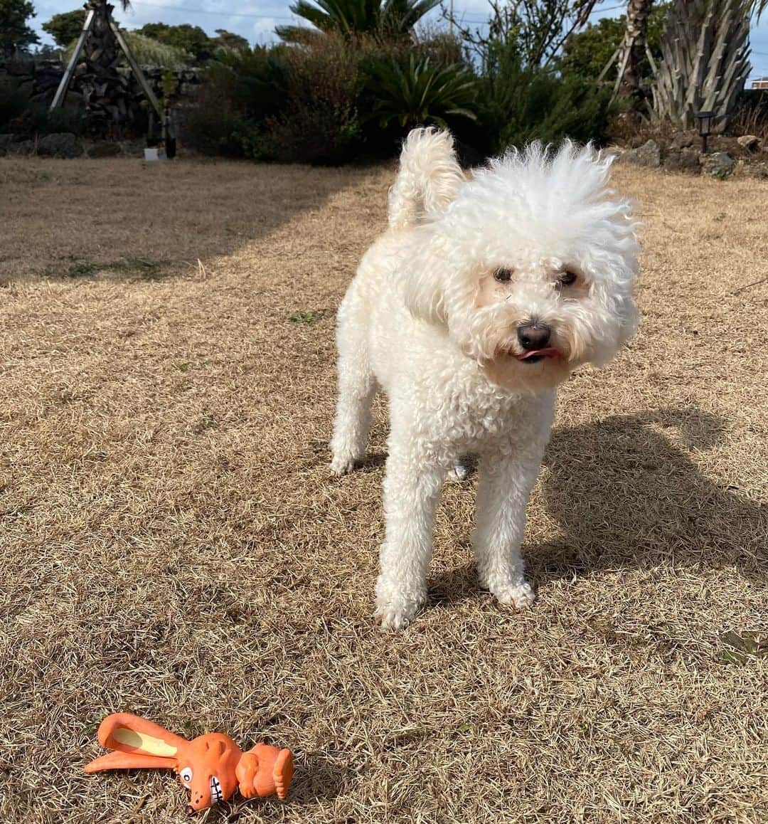 ヘイニさんのインスタグラム写真 - (ヘイニInstagram)「아인슌타인 강아지 작아보이지만 10키로입니당」1月25日 12時40分 - hye2nk