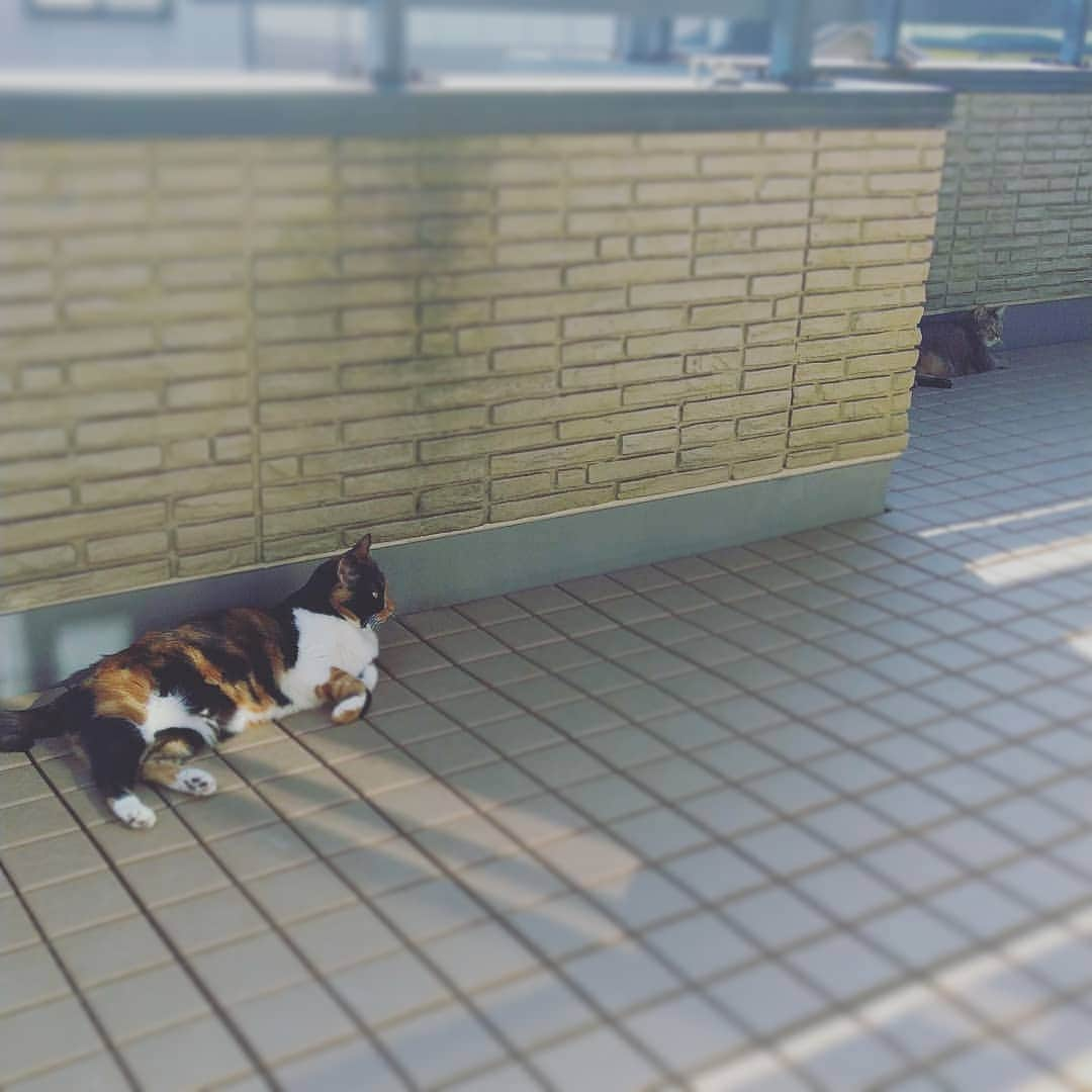 高口里純のインスタグラム：「遠い二人…😑  #猫#きじとら猫 #三毛猫#二人#ひなたぼっこ #ねこすたぐらむ #にゃんすたぐらむ   #cat's#catstagram #pets#petstagram」