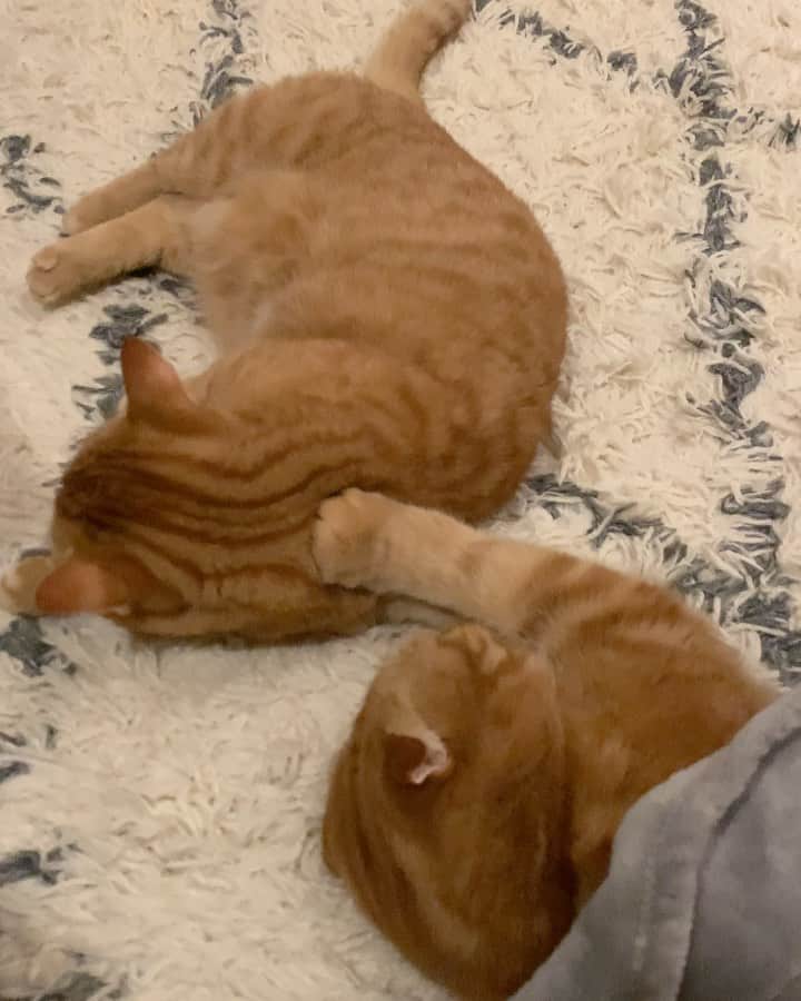 ありおときなこのインスタグラム：「もにもに  #スコティッシュフォールド#マンチカン#レッドタビー#猫#ペコねこ部#pecoねこ部#cat#scottishfold#munchkin#みんねこ」