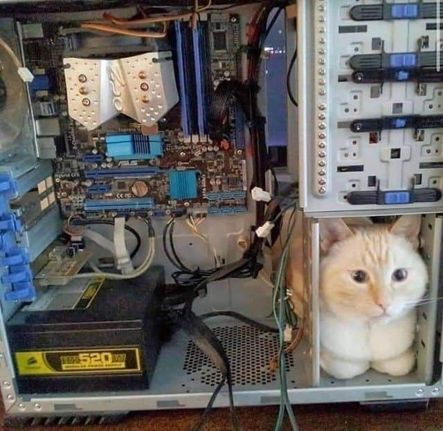 Aww Clubさんのインスタグラム写真 - (Aww ClubInstagram)「How many meowgabytes does it hold 🤔⠀⠀ ⠀⠀ #meowed #computer #meowgabytes #PC」1月25日 13時00分 - meowed