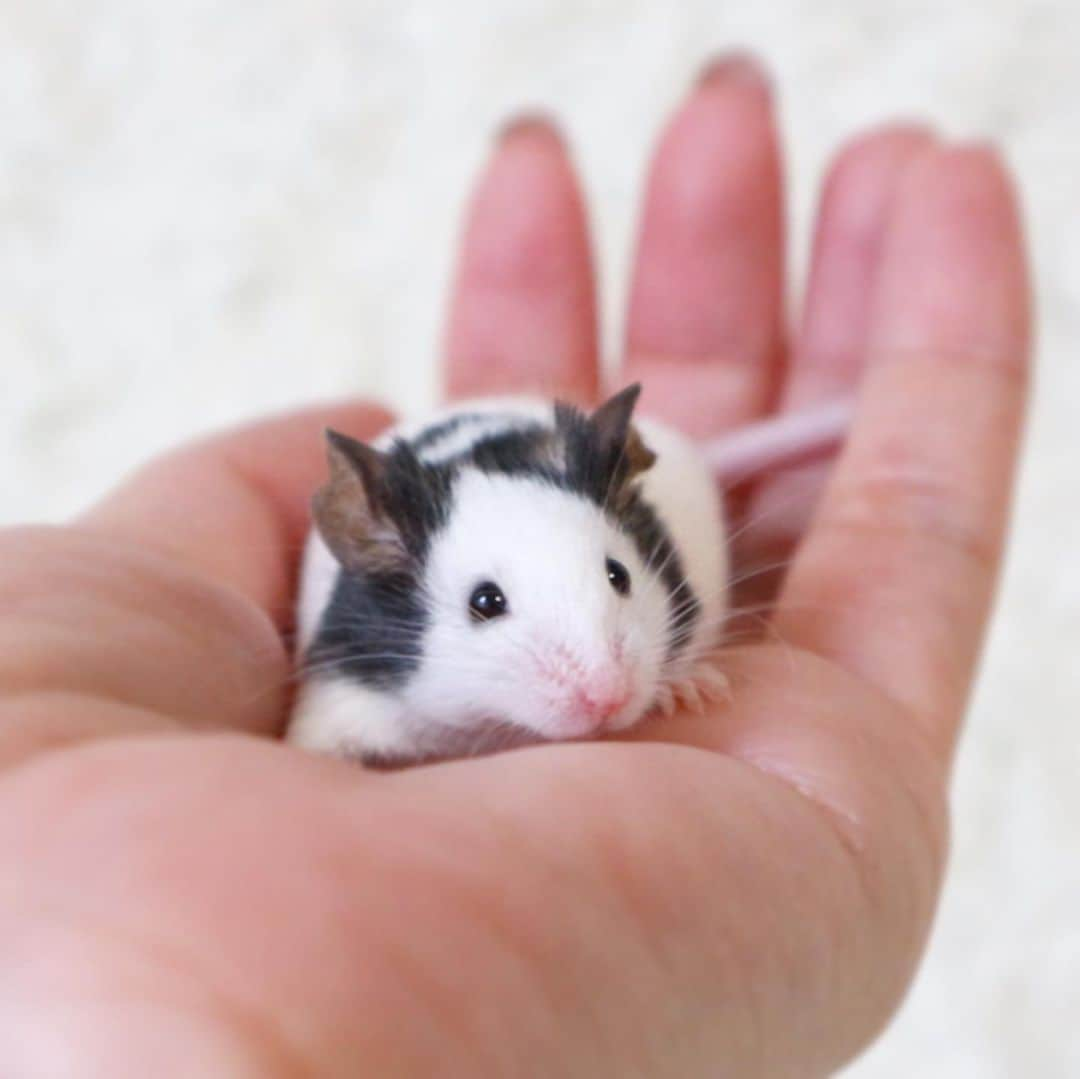 hamster_mocoのインスタグラム