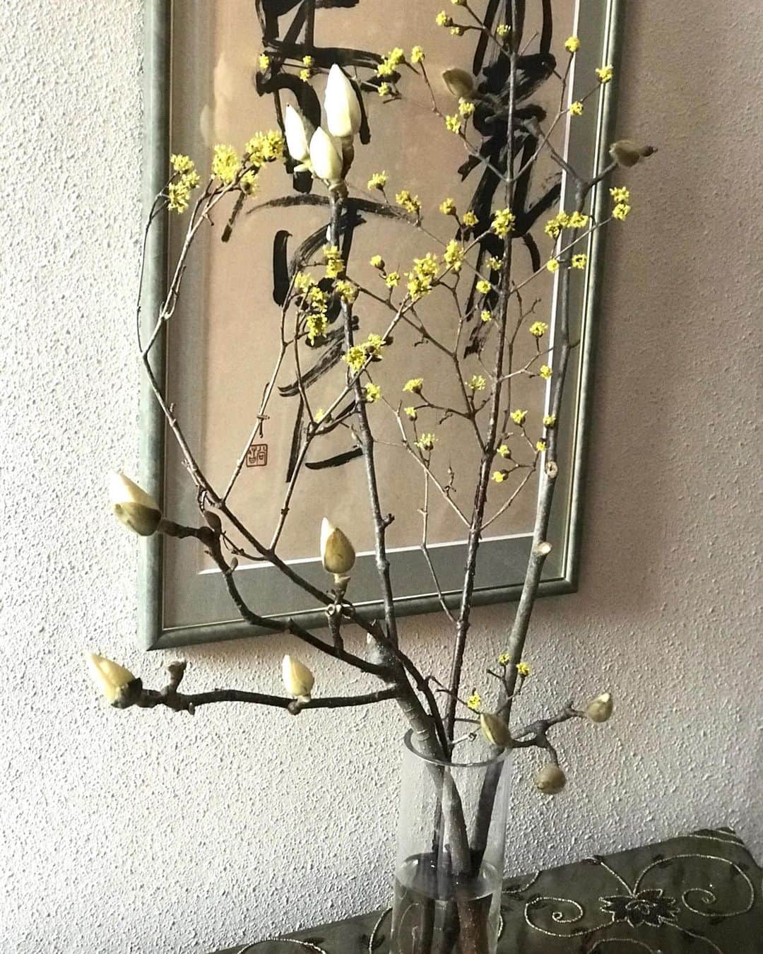 土屋眞弓のインスタグラム：「一週間前に買った木蓮と山茱萸 玄関が寒すぎてまだ開花していない😱 早く咲かないかな〜  #木蓮 #山茱萸」