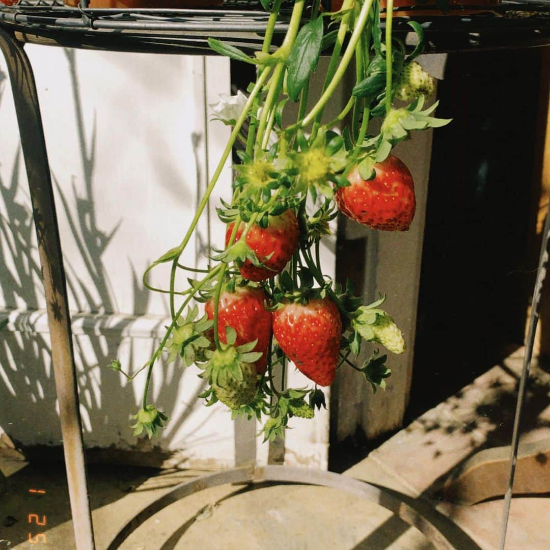 伊藤信子のインスタグラム：「25 January🍓」