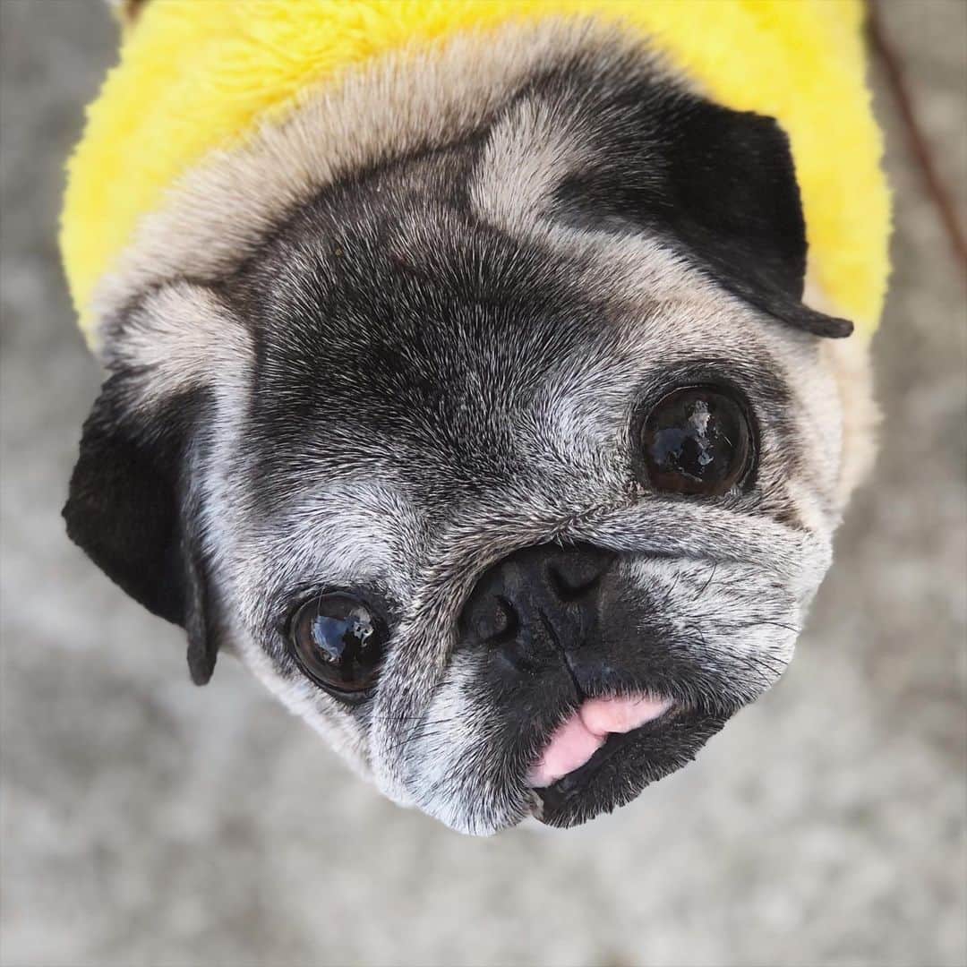 八兵衛のインスタグラム：「Hachibei 🐶 Jan25,2021 * * 久しぶりに晴れたー☀️  * *  #ほぼ黒パグ #おじいちゃん犬 #14歳4か月  #pug #puggy #puglife #puglove #petstagram #pugstagram #pugsofinstagram #pugs #dog #ふわもこ部  @igersjp #IGersJP #east_dog_japan #pecoイヌ部 #八兵衛 #はちべえ #sippoストーリー」