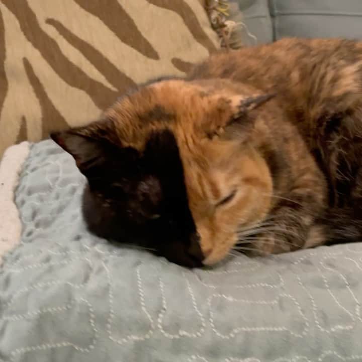 Venus Cat のインスタグラム：「Just a quick vid of the whole pet fam after tonight’s livestream: @roothekangaroocat @totally_tater @orangetabbyginger @venusandfamily @halotheblindshiba  Thank you so so much to those who saw the post earlier today about our random act of kindness & helped in some way. We are awaiting an update from Tiger’s dad and will update in stories as soon as we hear anything.  I just wanted to point out something amazing... none of us (especially because I loathe politics & talking about anything that could incite negativity or conflict) who helped in this situation knows where each other stands politically or on other divisive topics BUT, that didn’t matter. Because of our desire to help others we came together without question, without prejudice, completely unconditionally & changed someone’s life! Imagine if we spent more time focusing on our commonalities and accepting that our allies & friends may not have views or opinions that perfectly align with all of ours. I have seen friends in the rescue community lose other reacue friends over the political party they affiliate with or maybe they are on the same team but have a very different extremist view on some other non-political divisive topic. Maybe I’m just someone who has an easier time loving unconditionally and seeing past or accepting others who may have opposing views from me when otherwise they’re a good person, good friend. Or maybe some people have just let themselves get so caught up in sides that they lost sight of the big picture. Whatever it is, it’s been weighing heavy on my heart and this unexpected random act of 3 strangers and a cat community coming together to save someone’s pet showed me a different perspective that I feel compelled to share. Extremism brings conflict & division to humanity. Having a view or strong belief but accepting that we’re not all supposed to think the same or agree on everything, then practicing more unconditional friendships/love, brings unity & strength to humanity. Food for thought to start your new week! ❤️❤️」