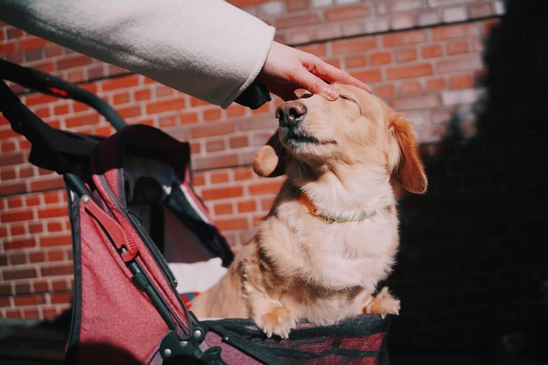 こやまたくやのインスタグラム：「先日久しぶりにカメラを買いました。ダックスフンドさんの写真を撮らせて貰いました。とてもかわいいなと思いました。  #ダックスフンド #dachshund  #胴長 #犬 #いぬすたぐらむ #α7c」
