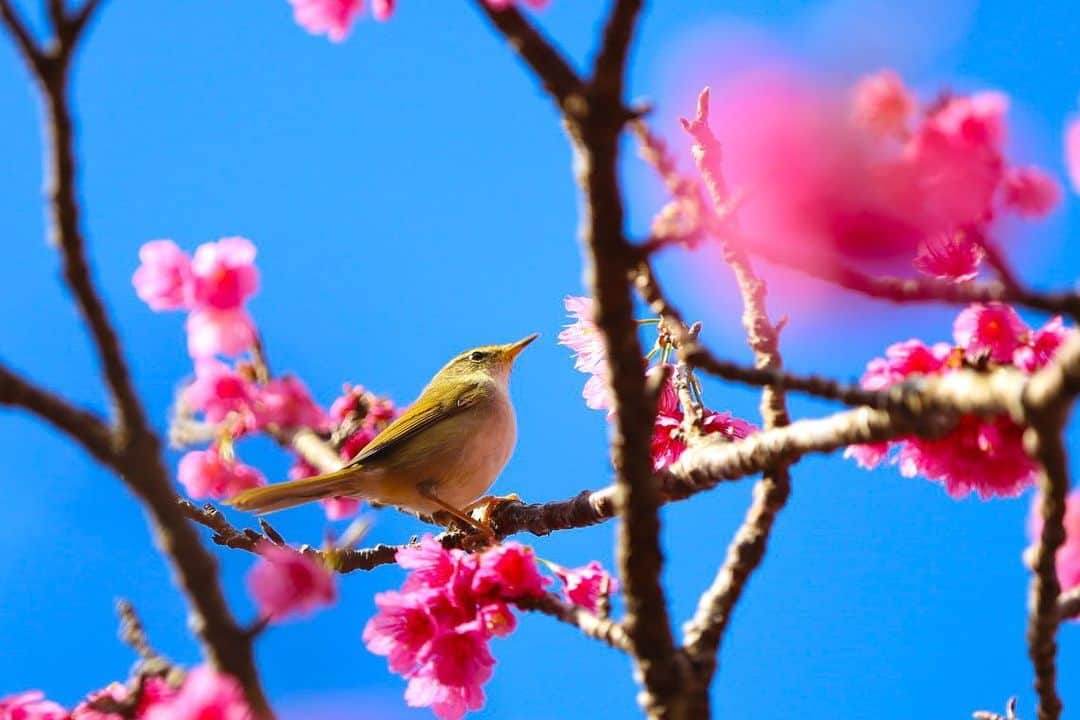 littleportelyさんのインスタグラム写真 - (littleportelyInstagram)「今年も綺麗に咲きました🌸 . #寒緋桜 #八重岳 .  #沖縄#沖縄暮らし#沖縄生活#沖縄好きな人と繋がりたい#沖縄ライフ#沖縄移住#sakura#cherryblossom#okinawa#okinawalife#okinawajapan#okilife#shotoniphone#retrip#retrip_nippon#genic_mag#genic_okinawa#タビジョ#花好きな人と繋がりたい#flowers#flowerstyles_gf#flowerporn#flowerstagram#igers#igtravel#okinawaholic」1月25日 14時15分 - no_ocean_no_life