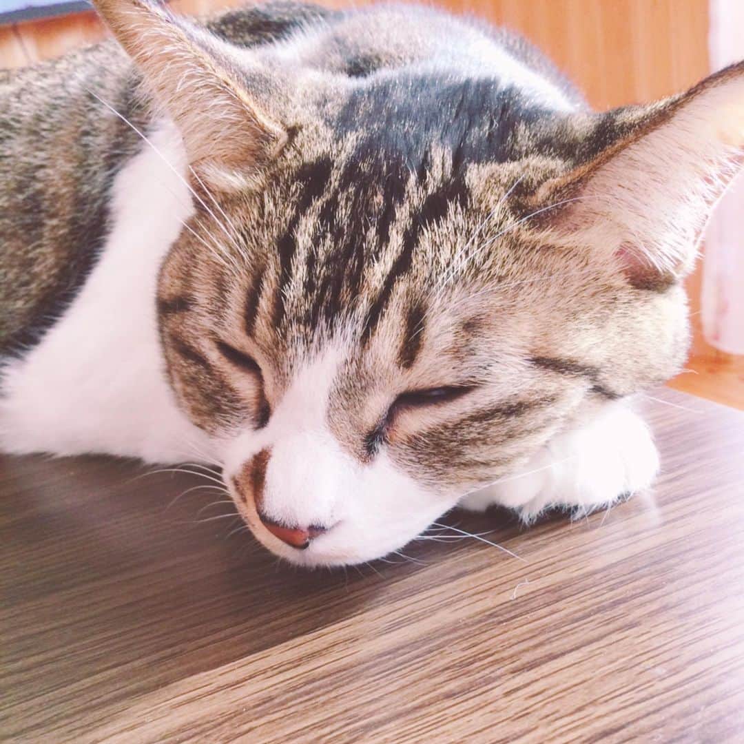 のインスタグラム：「コタツの上でグーグー😪 ずっと見てても飽きない💕  とはいえ、このまま見つめてると遅刻するので、断腸の思いで出掛けます。。。」