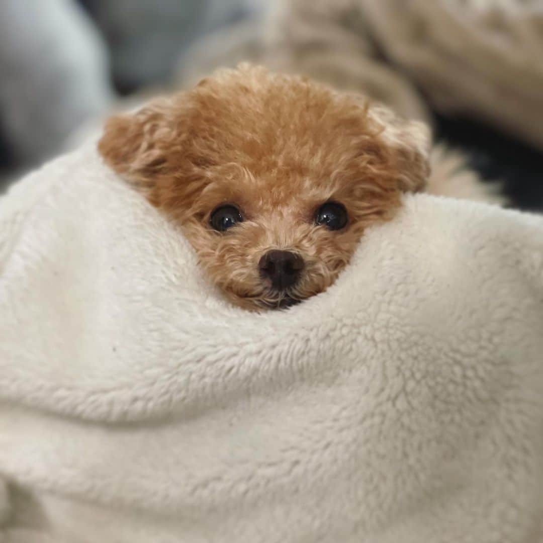 ふわのインスタグラム：「#toypoodle#toypoodlegram#dogsofinstagram#instadog#doglover#doglife#dog#fuwamama#ふわもこのふわ#ふわ#トイプードル#ふわもこ部#犬バカ部#親バカ部#いぬすたぐらむ#犬のいる暮らし#今日のふわ」