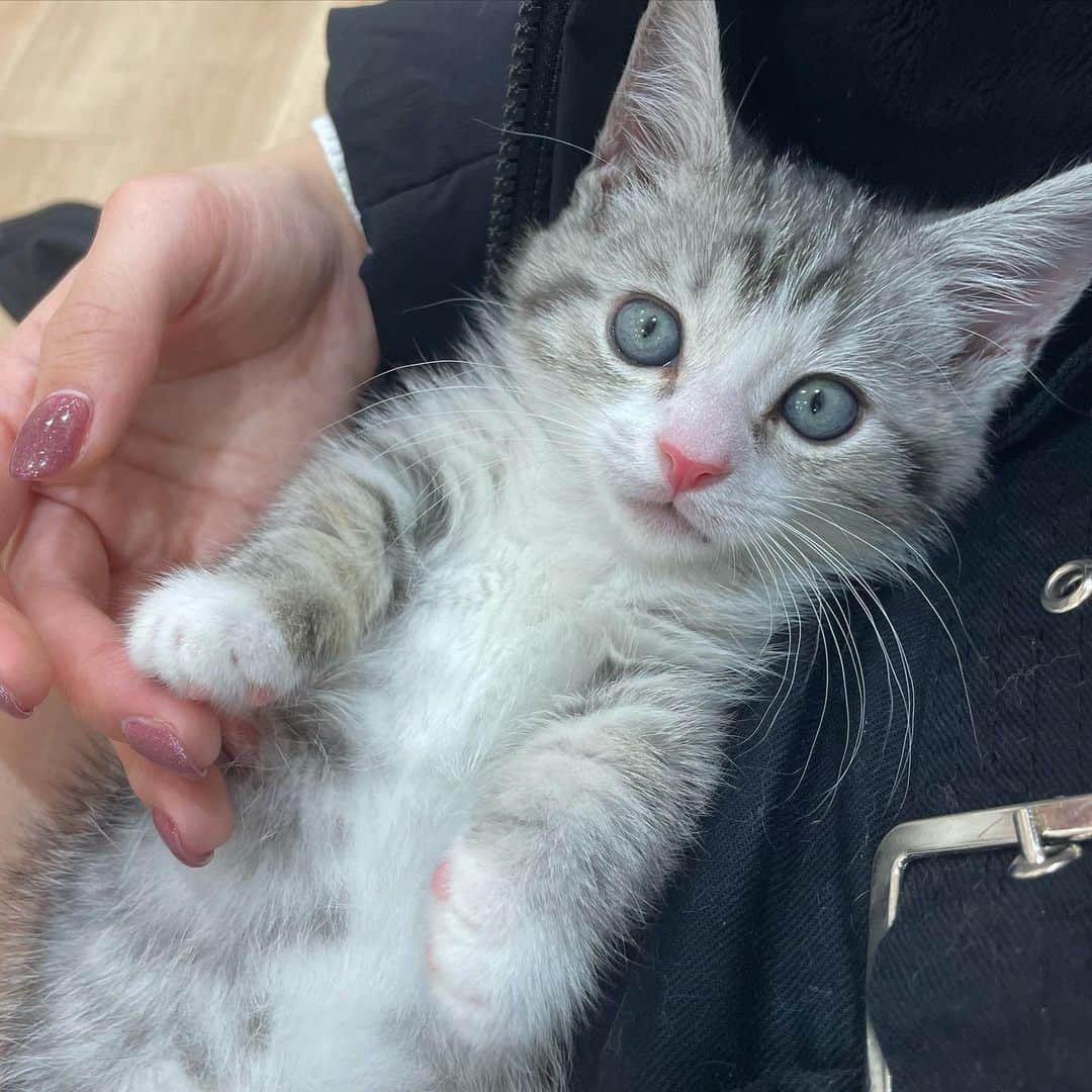 のインスタグラム：「にゃんと！！💗 ･ ･ ･ ･ ･ 彼ピできまひた💕💕 マンチカンの男の子です！ たまらん🤦‍♀️❤️ ずっと前からヌコと一緒暮らすの夢だったのがついに叶いました🐱💭💗 これから一緒にゴロゴロした日々おくろうね…❤️  #マンチカン  #子猫のいる生活  #猫  #猫好きさんと繋がりたい  #ねこすたぐらむ  #推しが尊い」