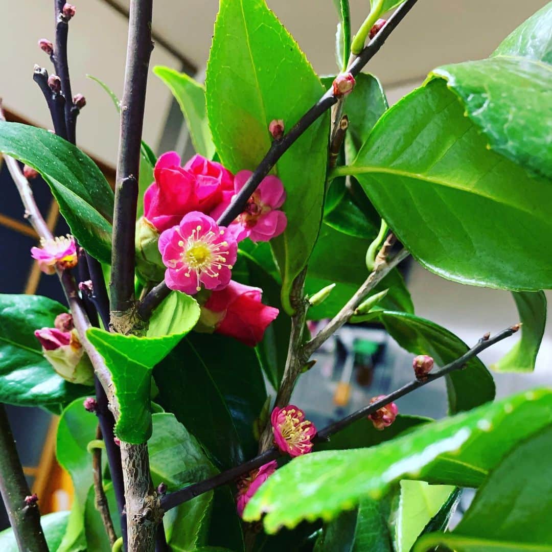都竹悦子さんのインスタグラム写真 - (都竹悦子Instagram)「12月に、固い蕾で買った梅と椿。 花を咲かせ始めました。  冬来りなば春遠からじ。」1月25日 14時40分 - etsukotsuzuku