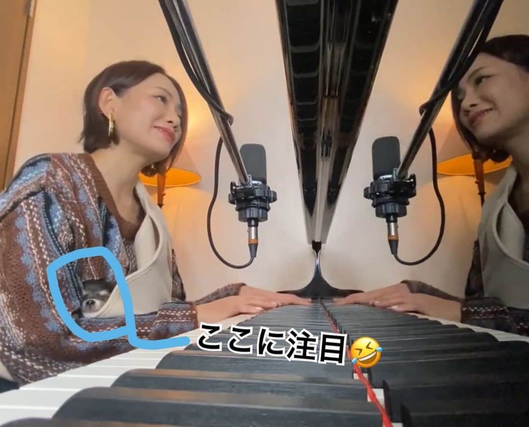 宮本美季のインスタグラム：「昨日のカラオケバトルで歌ったMisiaさんのIt's just loveを愛犬Pookey抱っこしながら弾き語りしてみた😳 ちっさ過ぎて最初わからない🤣  宮本美季のyoutube美季ちゃんネル、是非みてチャンネル登録してねん❤️  https://youtu.be/eZfocbYM8CU  #misia #カラオケバトル #ロングコートチワワ #子犬」