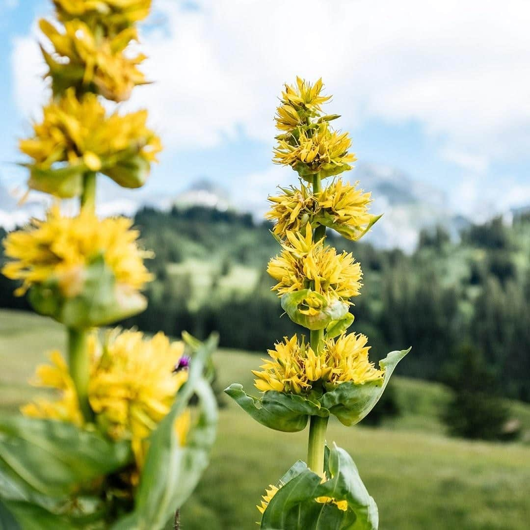 Clarins Australiaさんのインスタグラム写真 - (Clarins AustraliaInstagram)「Something exciting is coming to Clarins, that is not only good for your skin, but also the planet! Here’s a sneak peek into the new ingredients that are straight from the alps!⁣ ⁣ 🌿Organic Gentian extract helps to soothe and calm the skin⁣ 🌼Organic Lemon Balm extract works to soften the skin⁣ ⁣ 🌺 PLUS 🌺 Saffron flower polyphenois, the newest addition to our microbiote complex that helps balance the skin's microbiota by building a natural strengthening action.⁣ ⁣ Which ingredient are you most excited for?⁣ ⁣ #ClarinsAus #ClarinsSkincare」1月25日 15時30分 - clarinsanz