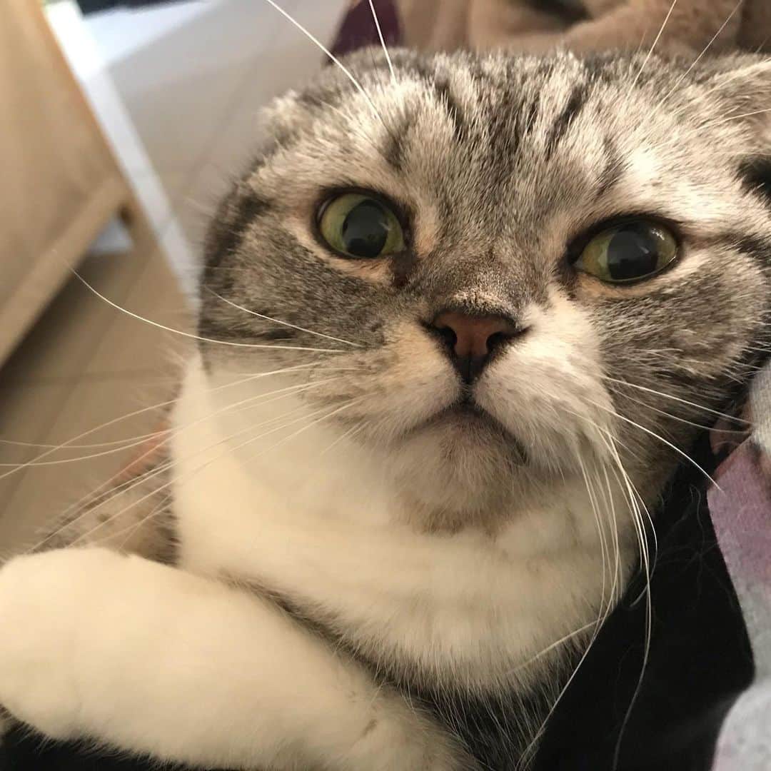 KATSUOのインスタグラム：「#cat #catsofinstagram #catstagram #instacat #cutecat #katsuo」