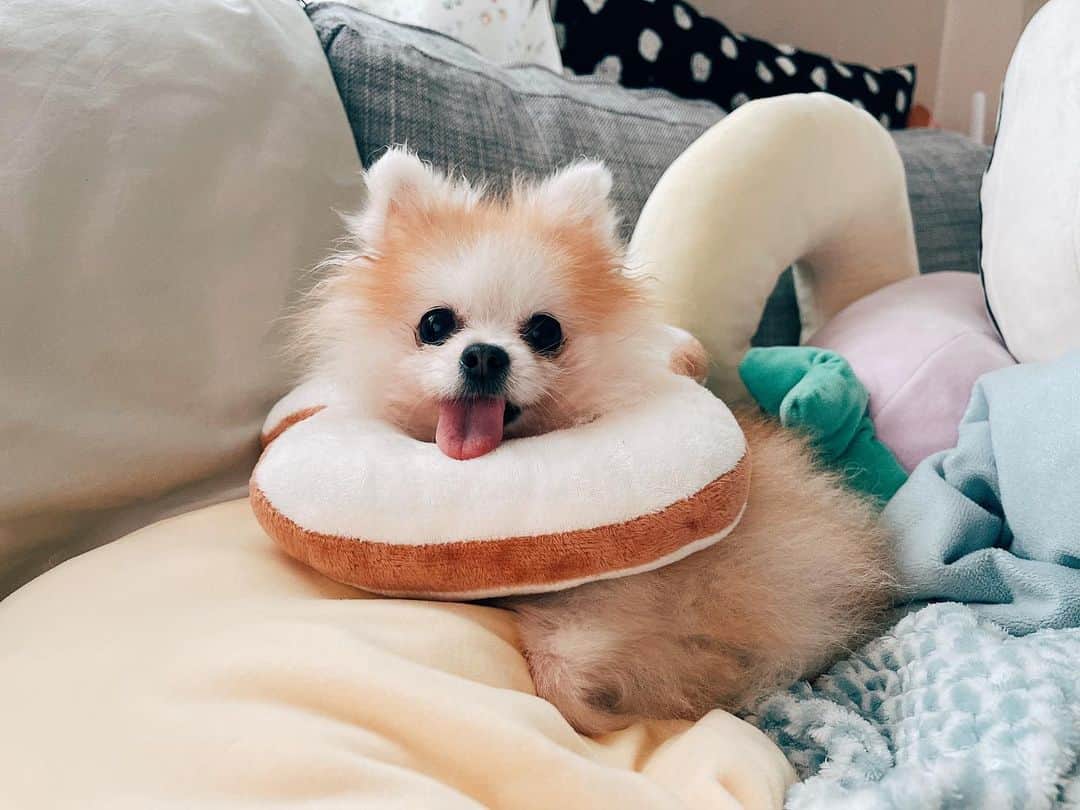 r_oseのインスタグラム：「In the middle of the day🍞🦭〰️」