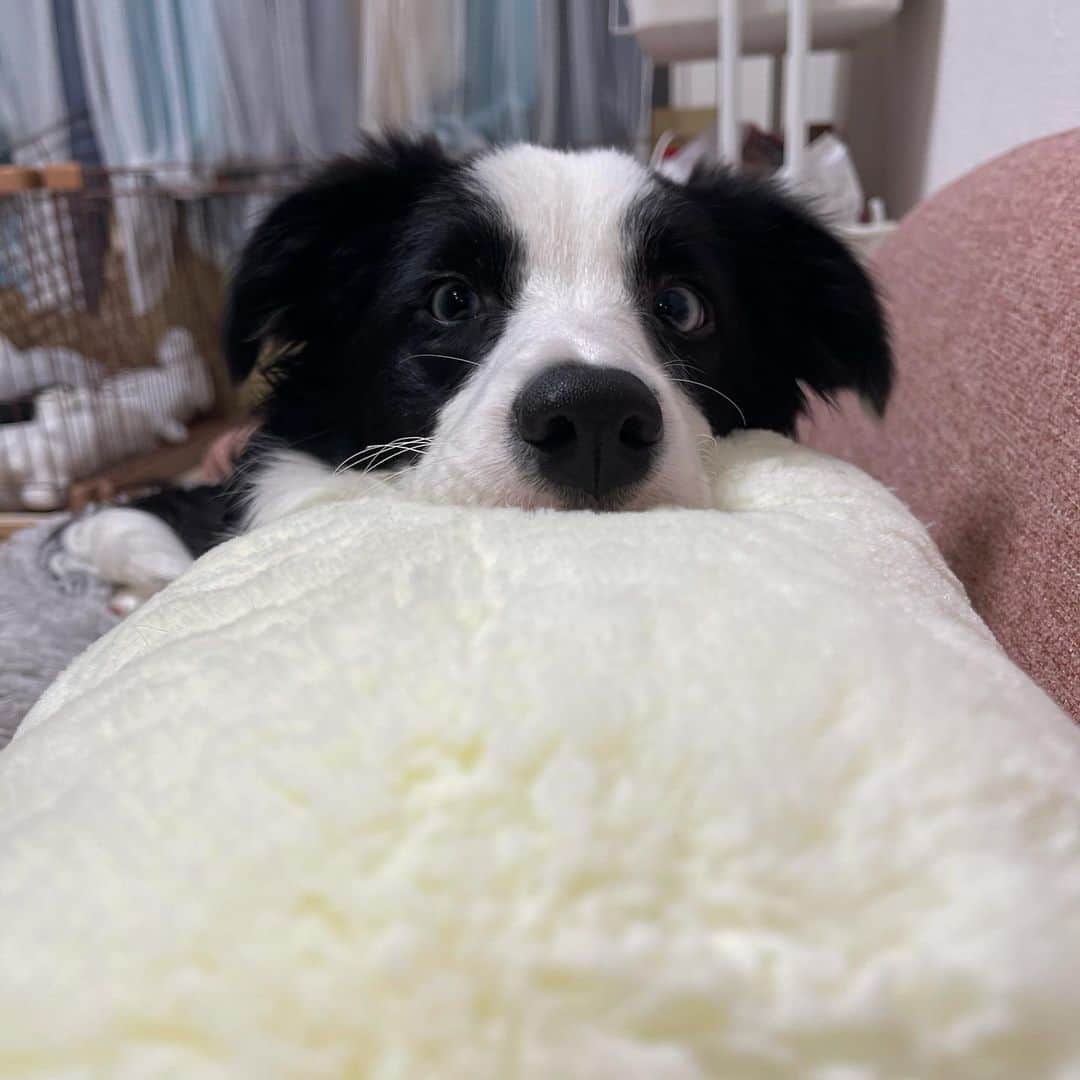 環奈（長沢菜々香の飼い犬）のインスタグラム：「☁️モフモフ☁️」