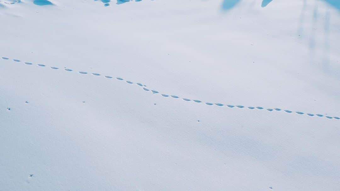 コンサドーレ札幌さんのインスタグラム写真 - (コンサドーレ札幌Instagram)「..........  真冬の札幌ドームはこんなに雪が積もっています❄️  この足跡はキツネ？ウサギ？🐾 誰の足跡でしょう？🧐  #Ｊリーグ #jleague #consadole #コンサドーレ #札幌ドーム #札幌 #北海道 #雪景色 #カメラ散歩 #雪 #snow #サッカー #スタジアム #足跡 #動物の足跡 #北海道の動物」1月25日 16時25分 - hokkaido_consadole_sapporo