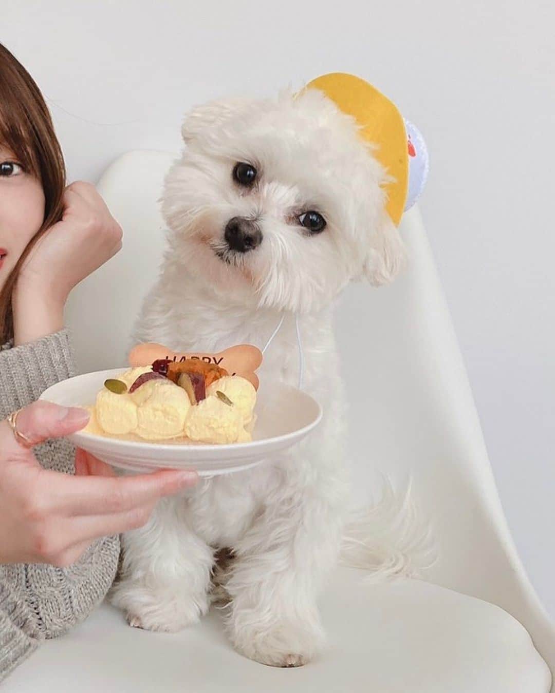 西澤由夏さんのインスタグラム写真 - (西澤由夏Instagram)「今日は、愛犬の1才の誕生日🐩❣️ 野菜ケーキでお祝いしました🎂 この1年間でだいぶムックリしちゃったから、ちょっとダイエットしていこうね。。笑 #マルチーズ #パピー #愛犬 #誕生日」1月25日 16時36分 - yknszw