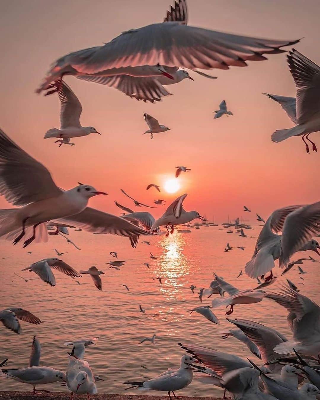 Canon Photographyさんのインスタグラム写真 - (Canon PhotographyInstagram)「“Chaos” Photography // @ompsyram Curated by @steffeneisenacher  #india #visitindia #thingstodoinmumbai #seagulls #sunsetphotography」1月25日 16時50分 - cpcollectives