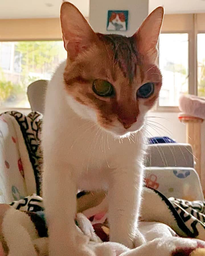 Katetsaiのインスタグラム：「快起來弄罐罐啦！ Get up and bring me some food   #再踩下去我內臟都要跑出來 #致命鬧鐘 #爪爪不要伸出來  #cat #neko #ネコ #ねこ #猫 #Machifansclub #麻吉Machi #catsofinstagram #katetsaivideo」