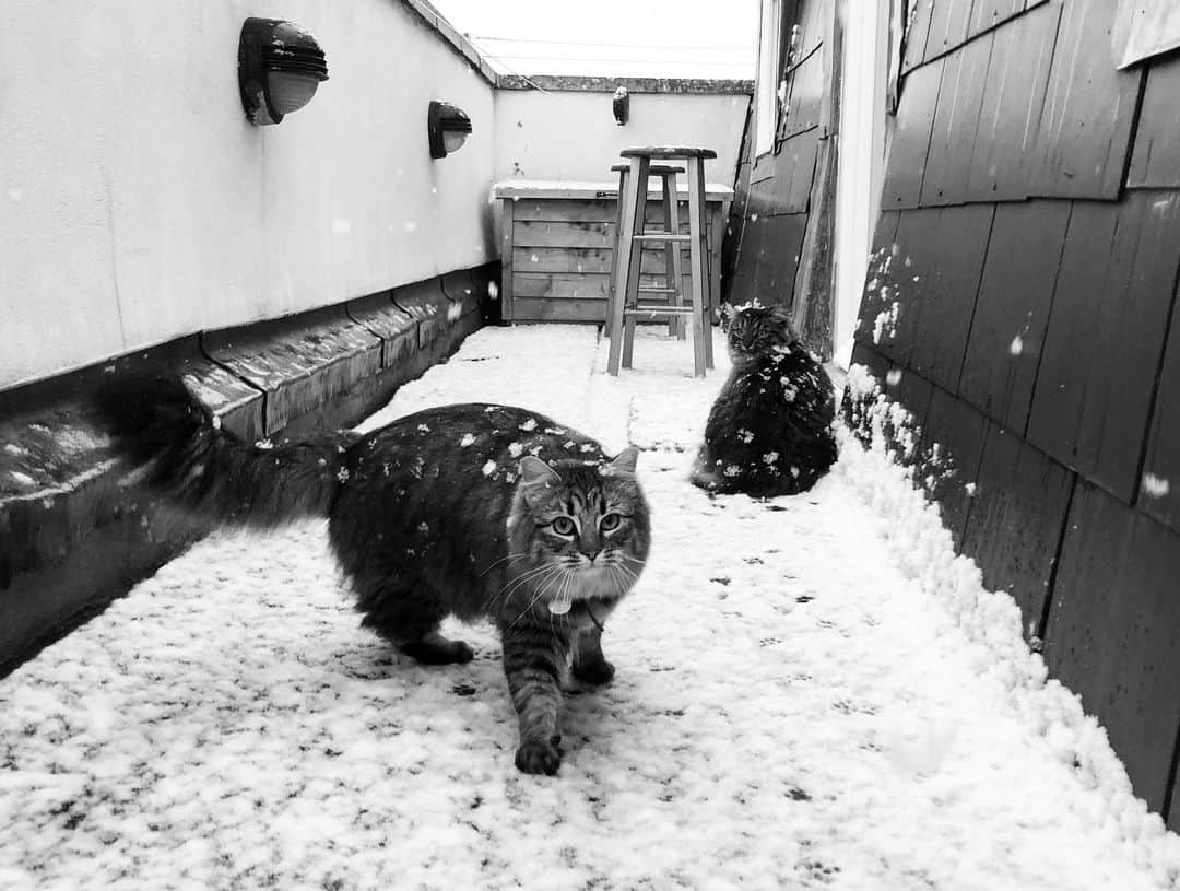 エイサ・バターフィールドのインスタグラム：「I’m raising snow leopards.」