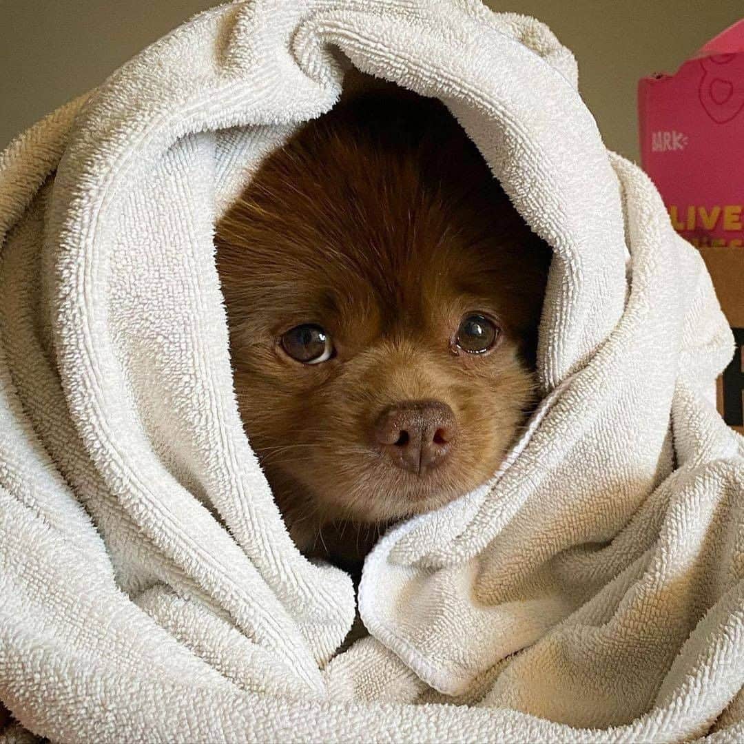 8crapさんのインスタグラム写真 - (8crapInstagram)「Can I stay here forever? 🥺 - 📷 @bertiebertthepom - #barked #dog #doggo #Pomeranian #Pom」1月25日 17時20分 - barked