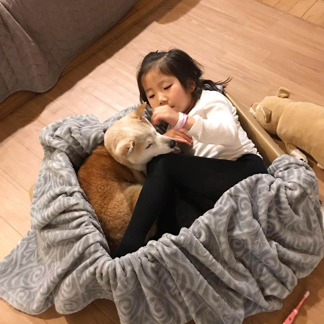 柴犬リリコのインスタグラム：「最近お気に入りのこの段ボール📦ベッドは @breadandcircus さんのパンをお取り寄せした時のものなのです🍞🥖🍪とっても丈夫で大きさもバッチリで最高！🐶👍🏻👍🏻👍🏻 #大好きなパン屋さん #breadandcircus」