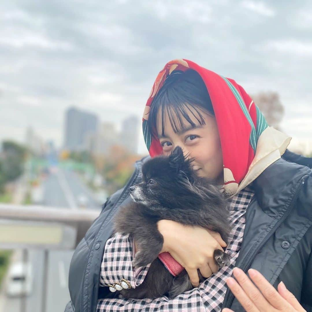 SPRiNGさんのインスタグラム写真 - (SPRiNGInstagram)「今号は、連載の撮影に美月ちゃんが愛犬こつめを連れてきてくれました🤣🤣 🐶 赤いずきんがかわいいこちらの写真について、くわしくは連載アニメのはなしを参照ください🙋‍♀️ 写真2枚目は、美月ちゃんのおなかで暖をとるこつめ。写真3枚目は、スタジオで駆け寄ってきてくれたこつめです😆キュン♡  #山本美月 #アニメのはなし #こつめ #🐶 #エディターO」1月25日 17時27分 - spring_tkj