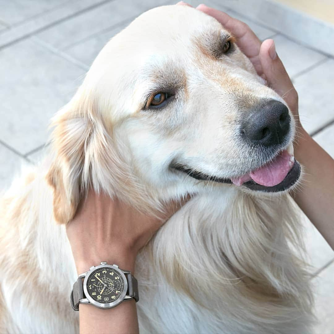 エベラールさんのインスタグラム写真 - (エベラールInstagram)「Nuvolari Legend is a tribute to passion. Whatever your passion is, find your way to live it. #nuvolarilegend #chronograph #tazionuvolari #eberhard #eberhard_co #eberhardwatches #eberhard_1887 #eberhard1887 #vintagecars #carslovers #vintagestyle #transparentcaseback #timeislegend #tributetopassion」1月25日 17時41分 - eberhard_1887