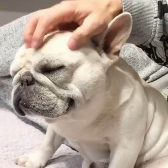 French Bulldogのインスタグラム