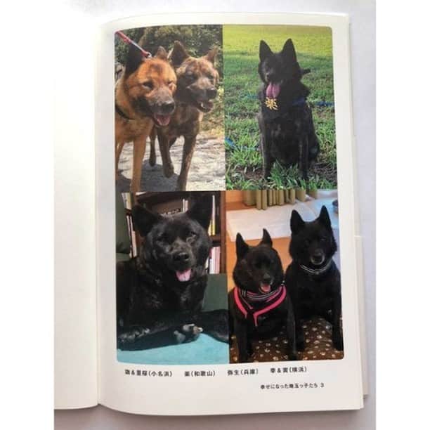 Photobackさんのインスタグラム写真 - (PhotobackInstagram)「本日ご紹介する作品は tanefuku (@tanefuku)さまの一冊🐕 わんちゃんたちとの 素敵な絆が綴られた作品です💕 . 『我が家の甲斐犬2匹は保護犬。 2019年2月、甲斐犬6匹が 埼玉の廃材置き場に つながれっぱなしに なっていたところを 保護されたそうです。 . 保護してくださった方の 行政への働きかけで 命を救われ、甲斐犬を中心とした 保護活動をしているNPO団体さまへ向かい、 心身ともにケアを施され、 里親探しでご縁があり、 我が家にやってきたのがはじまりです。 . このフォトブックは 犬たちの命の恩人である はじめに保護してくださった方に 感謝の気持ちを込めて、 今の幸せをカタチある アルバムに収めて クリスマスプレゼントにしました😊』 と、tanefuku (@tanefuku)さま📖 . とっても心あたたまる ストーリーですね🥺 中面のお写真を見てみると ワンちゃんたちが みんな安心した表情を 見せているのが印象的です💗 . 中面のレイアウトも多くの 種類を取り入れてらっしゃるので、 ワンちゃんたちの魅力が余すこと無く 伝わったのではないでしょうか💐 . こちらの作品は LIFEの36ページでつくられています。 普段の生活に溶け込むような デザインが特長で、 日常を切り取った作品にぴったり！ 今回の作品もほっこりする雰囲気にも フィットしています😌 . tanefuku (@tanefuku)さま、 今回は素敵な作品を ありがとうございました✨ . #photoback #フォトバック #フォトアルバム #フォトブック #フォトブックづくり #アルバム #photo #写真 #photoback作品紹介2021 #LIFE #愛犬 #ペット #dog #甲斐犬 #動物保護 #保護犬」1月25日 18時00分 - photoback.jp