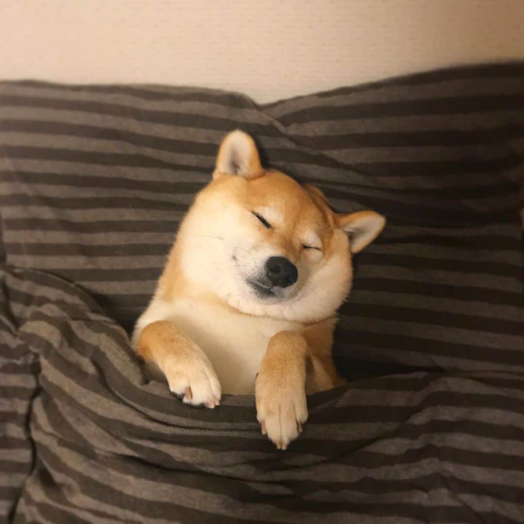 マロたんのインスタグラム：「Your sleeping face is dear. 可愛い、毎日ただ可愛い #shiba #shibainu #柴犬」