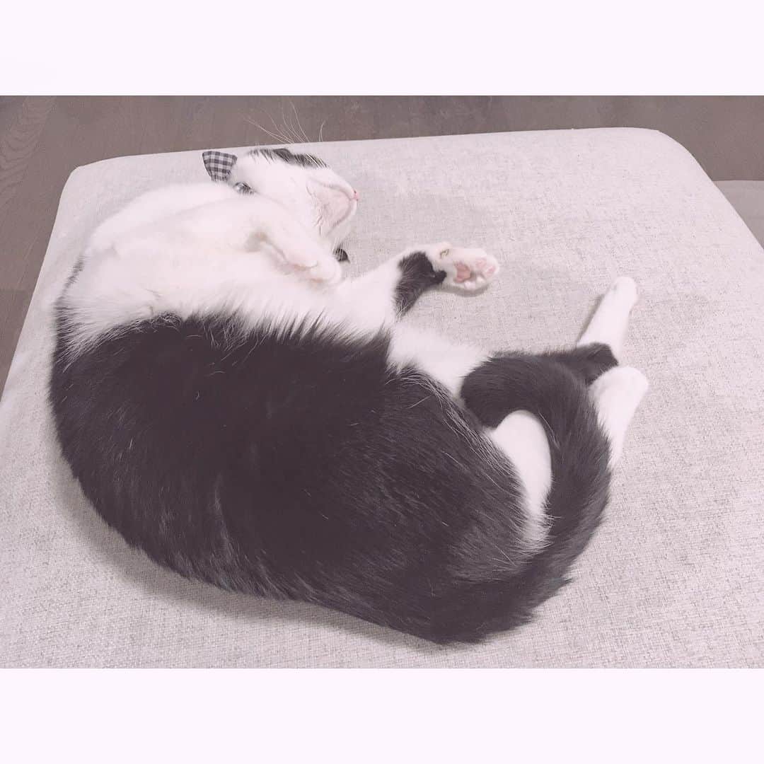 加藤咲希のインスタグラム：「1週間始まりましたねฅ( ̳• ·̫ • ̳ฅ) みなさん元気❔ . #加藤咲希 #かとぅ #かとっこ🐱🌸 #かとかめら☺︎ #ねこすたぐらむ #ねこ #ネコ #ネコスタグラム #猫 #猫のいる暮らし」