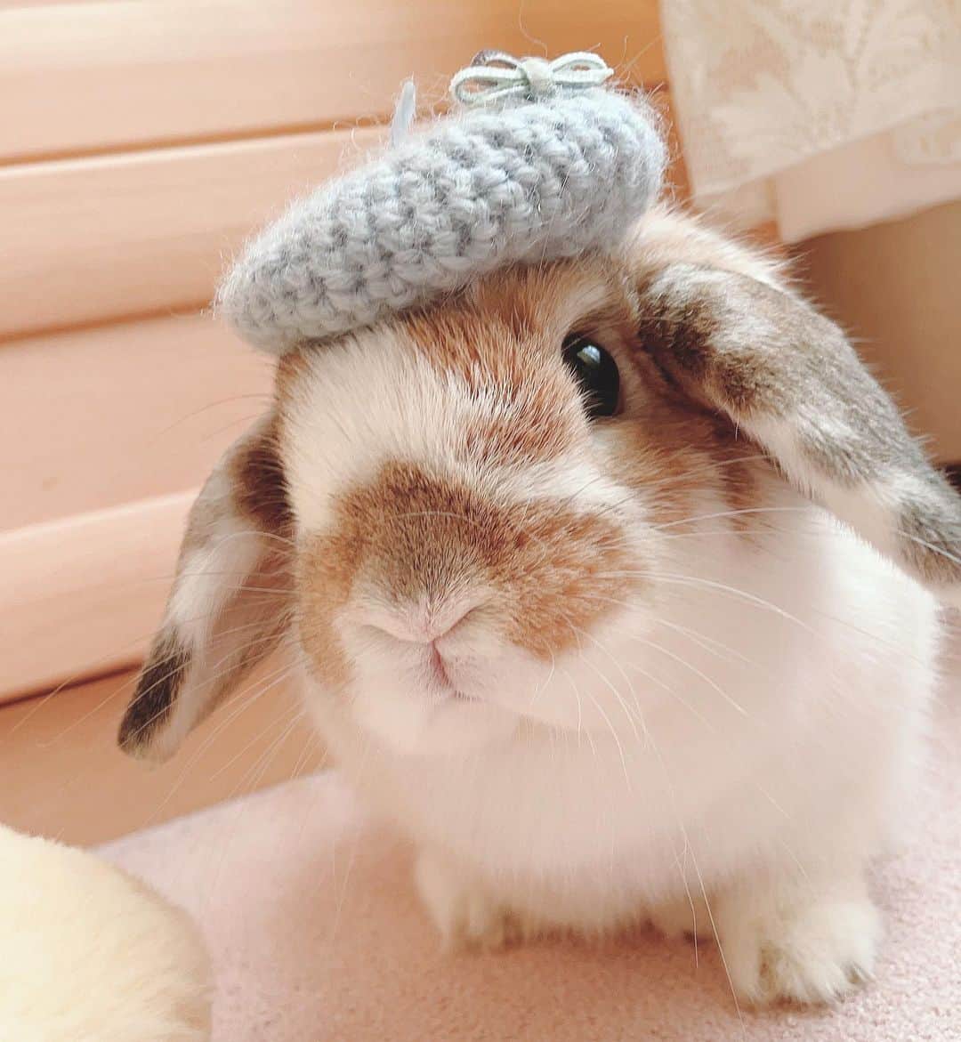 usagraphさんのインスタグラム写真 - (usagraphInstagram)「なにげに初かぶりもの👒 キティちゃんベレー帽✨ 今の時期にぴったりだね！ ミーチャもよく似合ってたけどリンディも似合ってる☺️ ＊ ＊ ＊ #うさぎ　#rabbit #bunny #ふわもこ部  #WeeklyFluff #igersjp  #tokyocameraclub #東京カメラ部  #神戸カメラ部  #bunnystagram  #うさぎ部 #ホーランドロップ #hollandlop  #ファインダー越しの私の世界 #art_of_japan #myfujilove  #今日もx日和」1月25日 18時11分 - usagraph