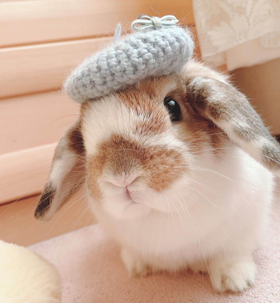usagraphのインスタグラム：「なにげに初かぶりもの👒 キティちゃんベレー帽✨ 今の時期にぴったりだね！ ミーチャもよく似合ってたけどリンディも似合ってる☺️ ＊ ＊ ＊ #うさぎ　#rabbit #bunny #ふわもこ部  #WeeklyFluff #igersjp  #tokyocameraclub #東京カメラ部  #神戸カメラ部  #bunnystagram  #うさぎ部 #ホーランドロップ #hollandlop  #ファインダー越しの私の世界 #art_of_japan #myfujilove  #今日もx日和」