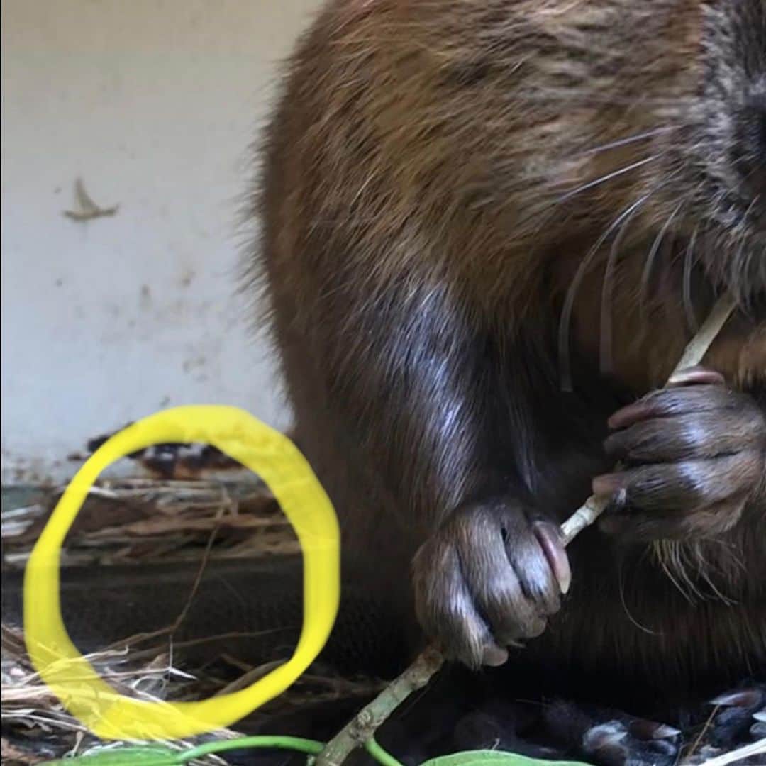 のインスタグラム：「🌏 前回の投稿の答えは ビーバーでした🦫  カピバラやヌートリアと思った方も多く、 確かにパッと見て分からないくらいに そっくりで‥  隅っこに物凄くさりげなく映りこんでいる しっぽがポイントでした。すみません‥😅  #ビーバーは扁平 #ヌートリアは細い #カピバラはほとんどない  #２枚目はリラックスしたビーバー #こっちならよく見えました  #🦫 #絵文字の忠実さが地味にすごい」