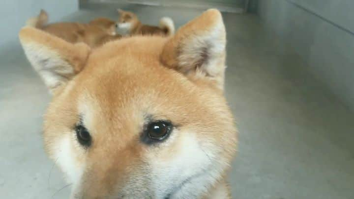 柴犬たま Shibainu Tamaのインスタグラム