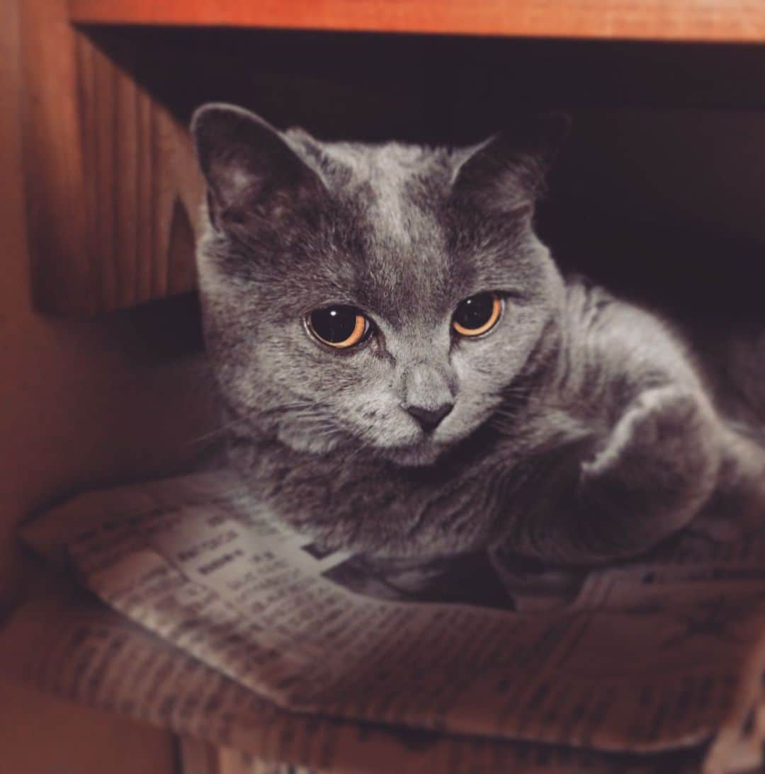 チキン南蛮カレーのルウ王子のグルメインスタ