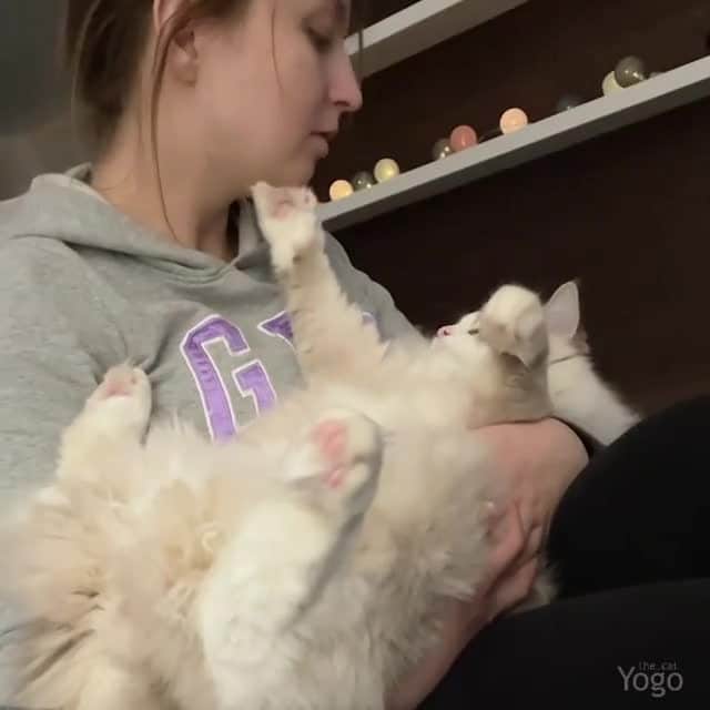 のインスタグラム：「What’s this, huh? The second chin, huh? Too many burgers, huh?⠀ ⠀ 🎥@yogo_the_cat⠀ ⠀ #meowed #yogothecat #Ragdoll #fluffycat #flirting」