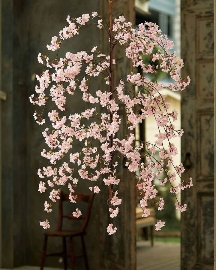 東京堂アーティフィシャルフラワーMAGIQさんのインスタグラム写真 - (東京堂アーティフィシャルフラワーMAGIQInstagram)「・ 【アーティフィシャルで季節を迎える】 ・ 『桜をめでる』 日本の春を象徴する桜。 たわわに咲きほころぶ、そのたおやかな佇まいに ひととき、気持ちは華やぎ またひととき、心癒されます。 思い思いの演出で、今年の桜をめでましょう🌸 ・ FM7075　薄紅の桜 バイン  XU10　メタルハンギング ・ 【スプリングギフト🎁フォトコンテスト】開催中！ 期間:2021年1月12日(火)〜1月31日(日) 入賞→ ６名 発表→ 2月8日(月) 、9日（火） ・ ●テーマ 【花ギフト】の写真を投稿してください。 ・ 応募は簡単！ 以下参加方法にて、どなたでも参加OKです。 ◎参加方法 ① @magiq.jp をフォロー ② #magiqスプリングギフト2021 をタグ付けて投稿して下さい！ ・ 皆さまのご参加をお待ちしております！！ ・ #MAGIQ #MAGIQのある暮らし #TOKYODO #東京堂 #アーティフィシャルフラワー #アーティフィシャル #アートフラワー #造花  #フェイクフラワー  #フェイクグリーン #花 #花のある暮らし #花のある生活 #花好きな人と繋がりたい #花を飾る  #フラワーデザイン #フラワーアレンジメント #フラワーアレンジ #アレンジメント #artificial #artificialflower #flowerofinstagram #flowersoninstagram #花藝 #꽃스타그램 #조화 #桜 #サクラ #cherryblossom」1月25日 19時00分 - magiq.jp