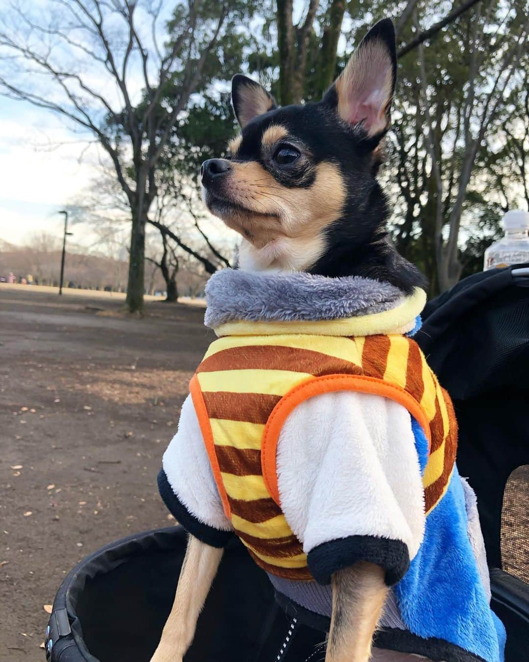 小澤しぇいんさんのインスタグラム写真 - (小澤しぇいんInstagram)「今日はいいお天気だったから公園に行ってきたよ🐥  昨日雨だったからブクちゃんの🐾は泥んこだらけ😅 私は🐶に好かれるからお洋服泥んこだらけ。笑  お散歩日和のコーデはゆるっと outer→ @grl_official  pants→ @pageboy_pr  sneaker→ @ugg   #grl#pageboy#ugg#グレイル#ペイジボーイ#アグ#コーデ#ファッション#cordinate#fashion#ootd#お散歩コーデ#公園コーデ#犬のいる暮らし」1月25日 18時59分 - 1217_shane