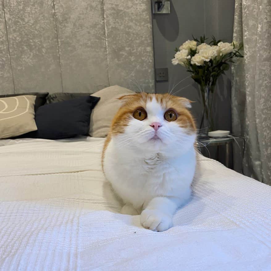Nana _The Scottish Foldのインスタグラム：「Meowdeling💕간만에 포즈좀 잡아본다온 . .  .  .  #고양이 #猫 #ねこ #スコ #cat #cats #catstagram #catsofinstagram #instagramcats #instacat #bestmeow #catoftheday #catsofworld #catsloversworld #catsofday #냥스타그램 #냥이 #caturday #gatos #cats_of_instagram #ilovemycat #catselfie #kittensofinstagram #kittens #catsdaily #kucing #스코티쉬폴드」