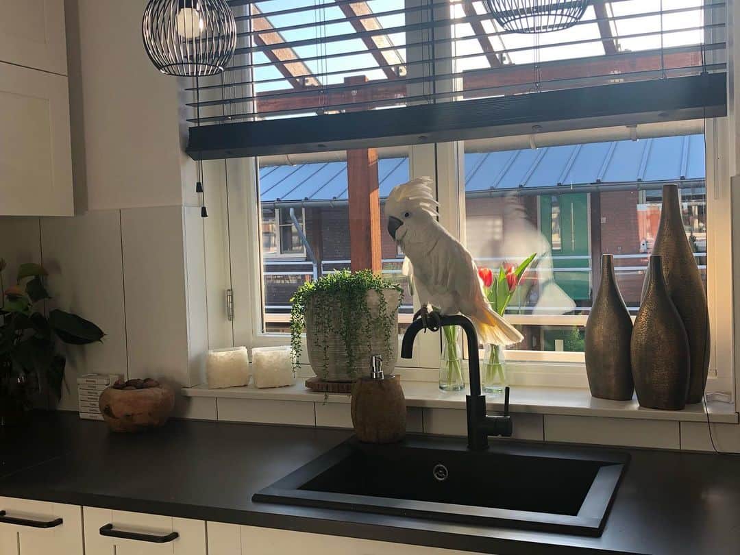 ? Enjoy Harley's Lifeさんのインスタグラム写真 - (? Enjoy Harley's LifeInstagram)「Goodmorning everyone 😃sitting on my favorite place the watertap in the kitchen , love to watch the birds in the garden , the new neighbours and enjoying the sunlight 👌🏻🥰#haveagoodday #goodmorning #goodlife #awesome#parrots#instagood #instagood #instadaily #insta」1月25日 19時19分 - harleythecockatoo