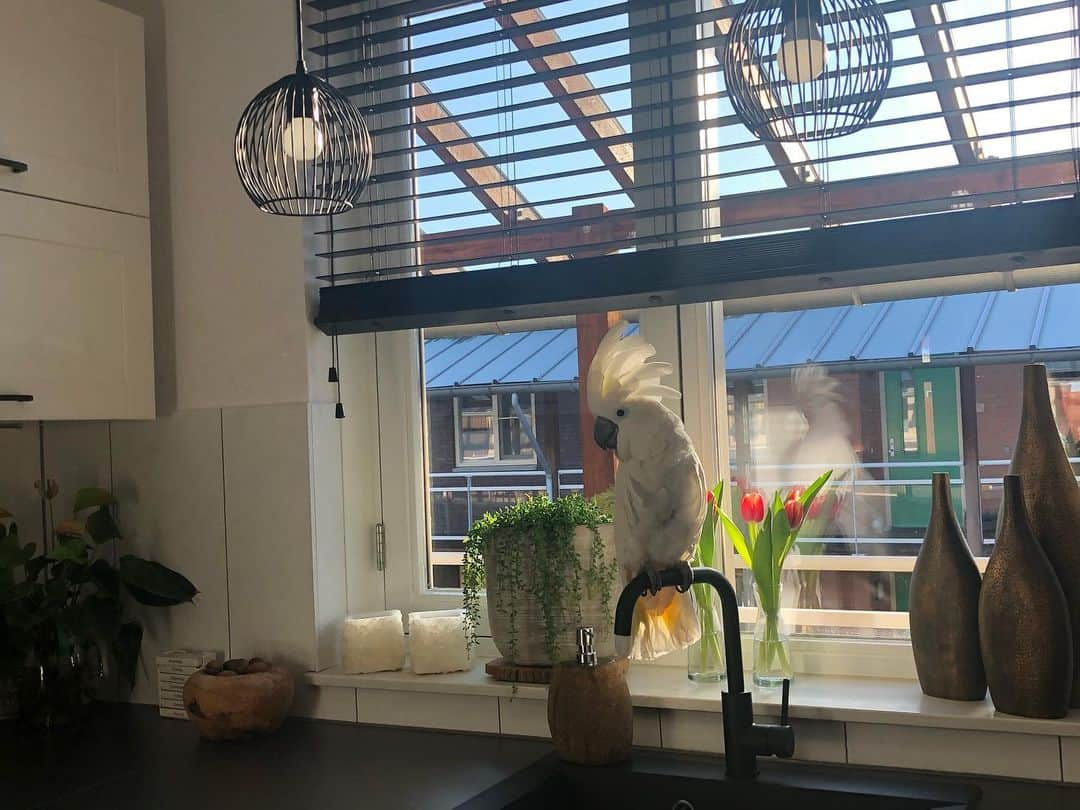 ? Enjoy Harley's Lifeさんのインスタグラム写真 - (? Enjoy Harley's LifeInstagram)「Goodmorning everyone 😃sitting on my favorite place the watertap in the kitchen , love to watch the birds in the garden , the new neighbours and enjoying the sunlight 👌🏻🥰#haveagoodday #goodmorning #goodlife #awesome#parrots#instagood #instagood #instadaily #insta」1月25日 19時19分 - harleythecockatoo