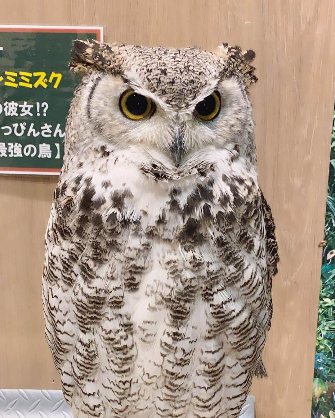 えりぴょんさんのインスタグラム写真 - (えりぴょんInstagram)「. . 今日初のフクロウカフェ行った🦉 . フクロウ以外にもいろんな動物いて1時間あっという間だったなあ🥺🥺🥺 . . 動物って癒し！可愛い！🦔🦉🐢💕💕💕 . . . . . #フクロウカフェ #フクロウカフェ名古屋 #ハリネズミ #カメ #モモンガ #🦉 #🦔 #🐢 #ペット #癒しの時間」1月25日 19時35分 - eripyon0912