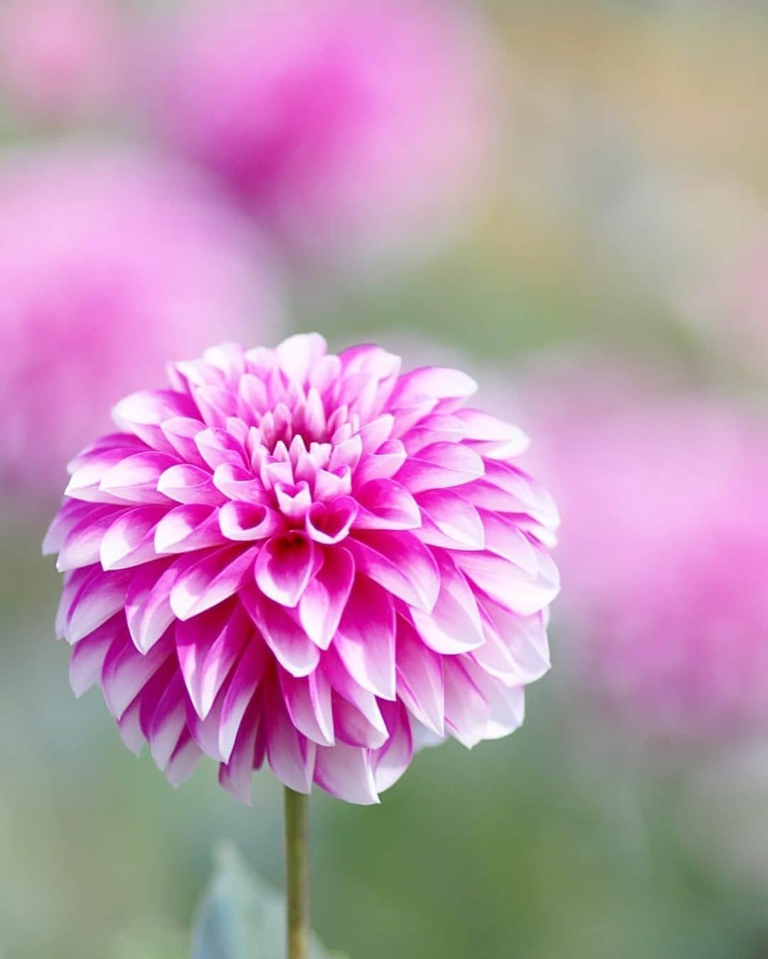 花の写真館のインスタグラム：「Photo by @mierum.⠀ https://instagram.com/mierum/⠀ .⠀ Original Post[投稿いただいたURL]⠀ https://www.instagram.com/p/B7zFq2DAV67/⠀ .⠀ 本アカウントは、 #私の花の写真 をつけてInstagramに投稿された皆さまの花の写真や、「花の写真館」Facebookページで投稿された花の写真を紹介します。⠀ 「花の写真館」Facebookページは、「 @floral.photograph 」のプロフィールにあるURLからご覧ください。⠀ .⠀ ※各自、政府、自治体など公的機関の指示に従った行動をお願いします。⠀⠀ 東京カメラ部および分室では、写真を「見る楽しみ」を提供することを通して、微力ながら皆様にわずかな時間でも癒しをお届けしたいと思っております。⠀ ※本アカウントは東京カメラ部がFacebook、Instagramのサービスを利用して運営しているもので、Facebook社・Instagramとは一切関係ありません。⠀ .⠀ #花の写真館 #floralphotograph #floralphoto #flower #flowers⠀ Follow: @floral.photograph」
